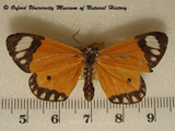 Mimaletis postica